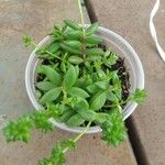 Sedum sarmentosum List