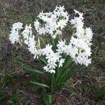 Narcissus papyraceus 整株植物