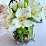 Alstroemeria spp.Кветка