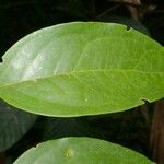 Schoepfia macrophylla Leaf