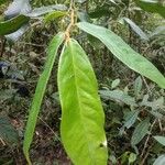 Eschweilera coriacea 葉