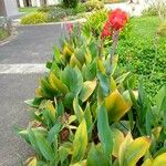 Canna × hybrida Leaf