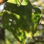 Dombeya ciliata Folla