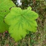 Rubus alceifolius Leaf