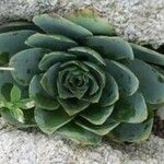 Aeonium aureum Φύλλο