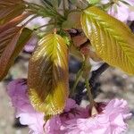 Prunus serrulata 葉