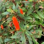 Seemannia sylvatica Flor