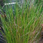 Eleocharis erythropoda Hábito