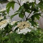 Viburnum sargentii Leaf