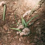 Allium obtusum Cvet