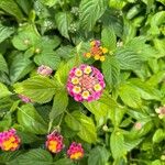 Lantana camaraFlower