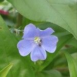 Linum pratense Flower