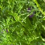 Erodium rodiei Leaf