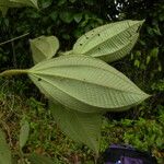 Leandra longicoma Leaf