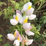 Lupinus mutabilis Λουλούδι