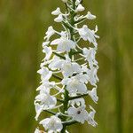 Platanthera nivea Flower