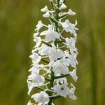 Platanthera nivea Floare