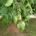 Jacaranda mimosifolia Плод