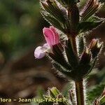 Salvia viridis Flower