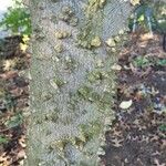 Zanthoxylum clava-herculis Corteza