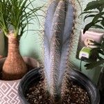 Pilosocereus pachycladus Hostoa