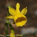 Narcissus gaditanus Flower