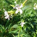 Saponaria officinalisŽiedas