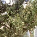 Juniperus phoenicea Frunză