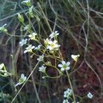 Saxifraga fragosoi Flor