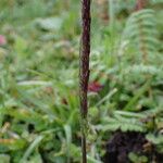 Koeleria spicata Λουλούδι