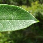 Chionanthus broomeanus Feuille