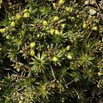 Draba lasiocarpa Alkat (teljes növény)