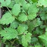 Astilbe rubra পাতা