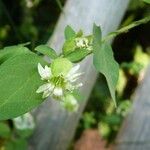 Silene baccifera Virág