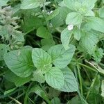 Clinopodium nepeta برگ