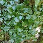 Campanula cochleariifolia Blad