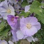 Abutilon vitifolium 花
