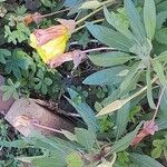 Oenothera macrocarpa Blüte