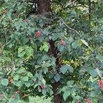 Crataegus holmesiana Hoja