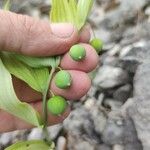 Polygonatum odoratum Плод