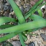 Dipcadi serotinum Leaf