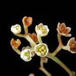 Nectandra purpurea Λουλούδι