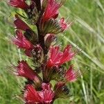 Pontechium maculatum Flower