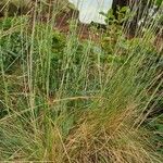 Festuca filiformis Foglia