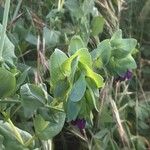 Cerinthe major Feuille