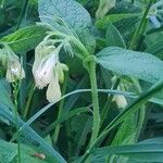 Symphytum tuberosum Flower