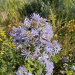 Symphyotrichum puniceumFlower