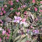 Boronia ledifolia Fleur