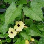 Thunbergia alata Habitatea