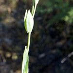 Blackstonia imperfoliata Хабит